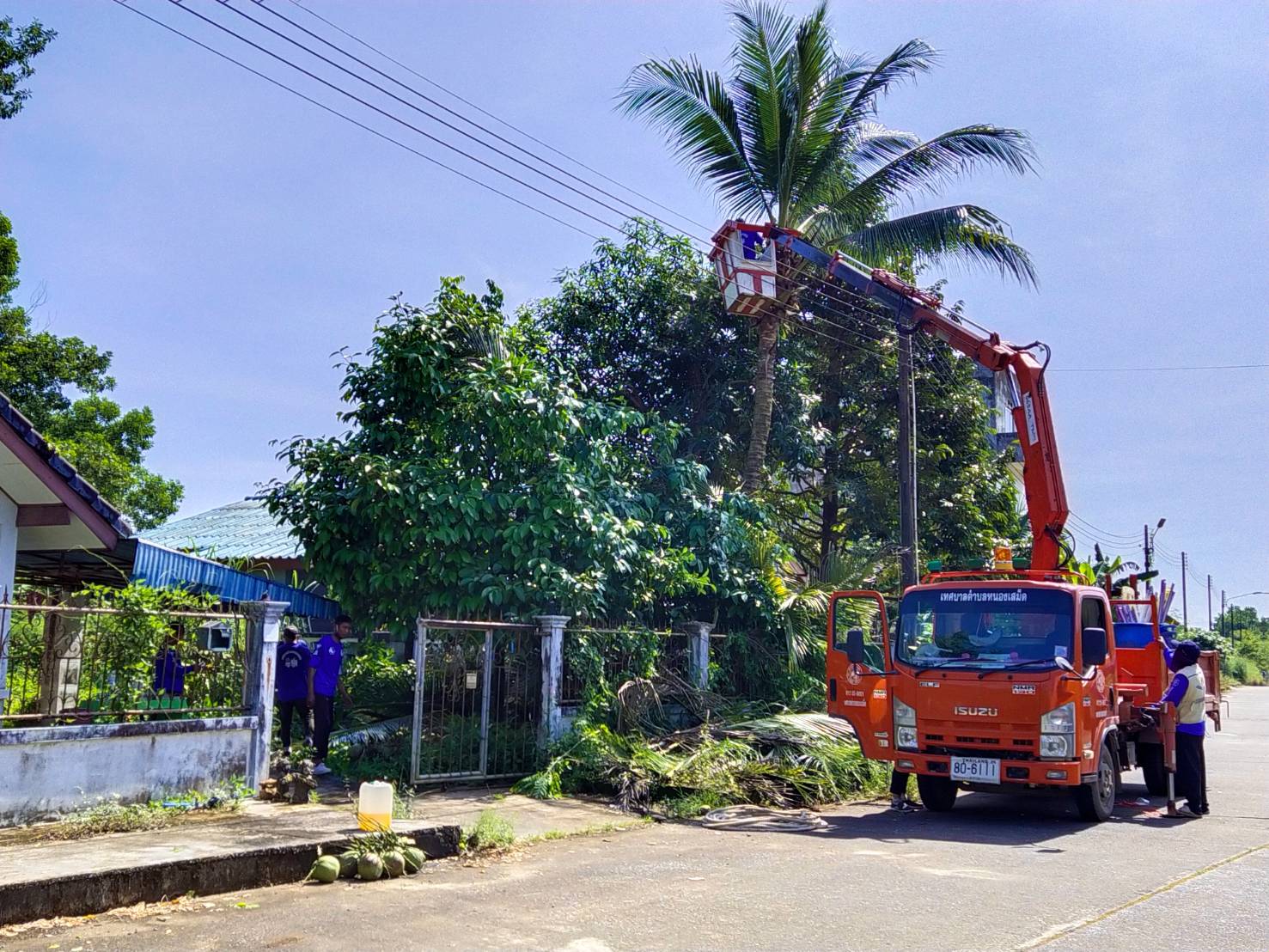 ตัดกิ่งไม้ละแนวสายไฟฟ้า