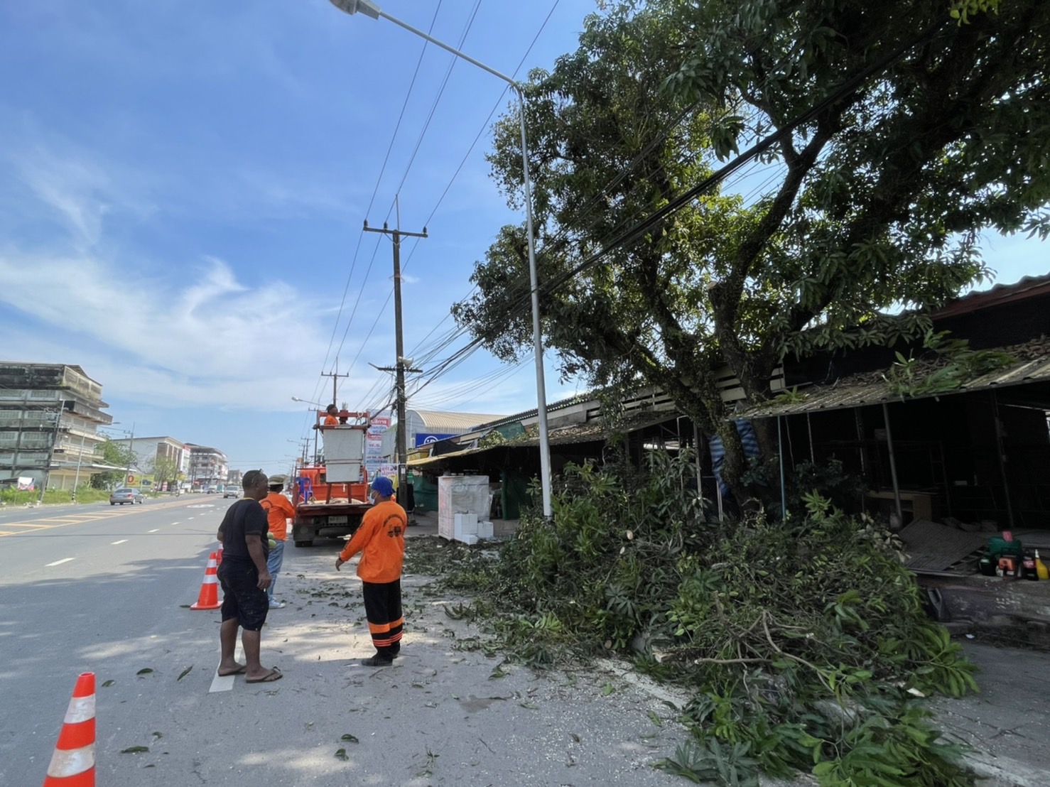 ดำเนินการตัดต้นมะม่วง ตรงข้ามซุ้มวัดลำดวน