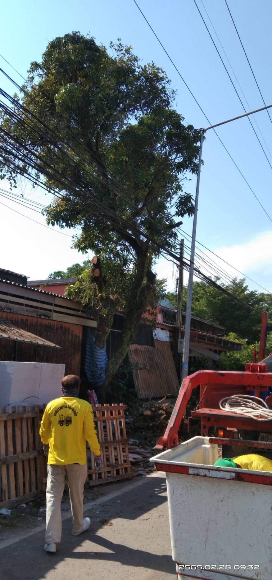 ดำเนินการตัดต้นมะม่วงตรงข้ามซุ้มวัดลำดวน